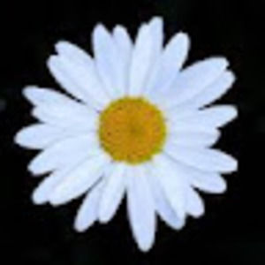 Meet your Posher, Lily